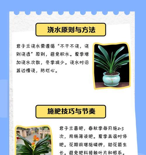 君子兰为何难以养活？