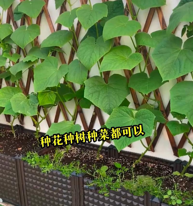 君子兰防护木具的使用方法是什么？