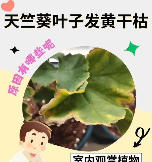 橙炳叶子发黄是什么原因？