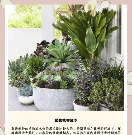 家里怎么给盆景浇水？正确的浇水频率和技巧是什么？