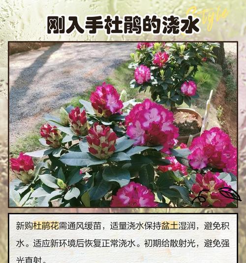 家里怎么给盆景浇水？正确的浇水频率和技巧是什么？
