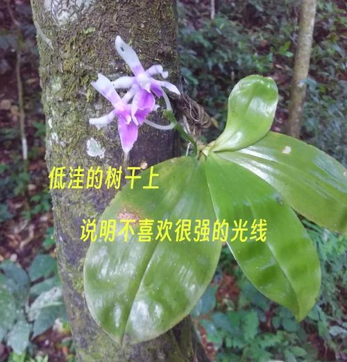 文瀛湖水生植物有哪些？它们的生长环境和特点是什么？
