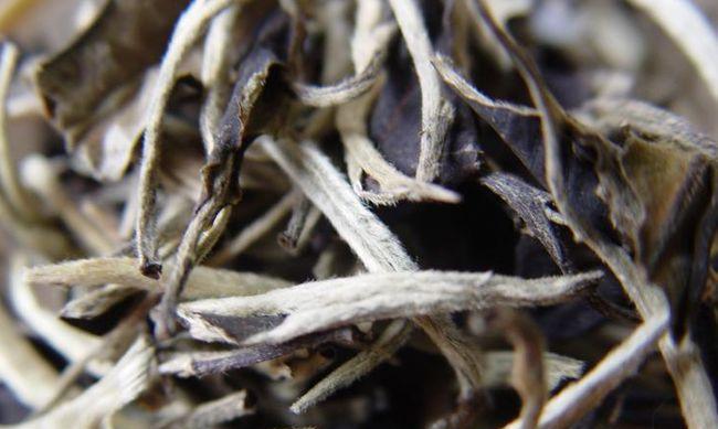 文瀛湖水生植物有哪些？它们的生长环境和特点是什么？