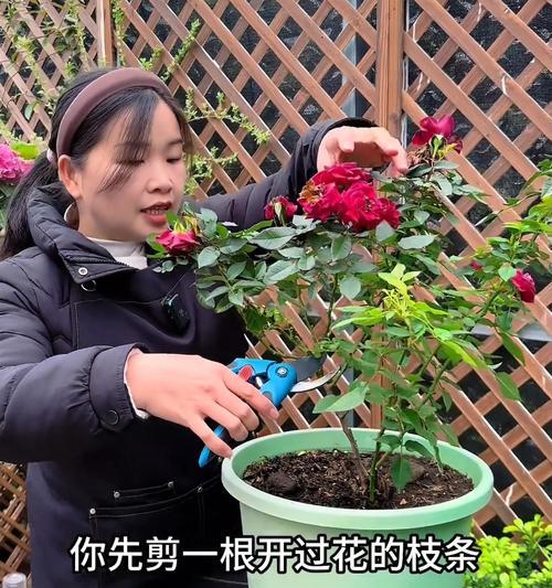 剪枝月季不生根的解决方法是什么？