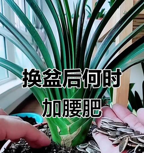 君子兰肥士的养护方法是什么？