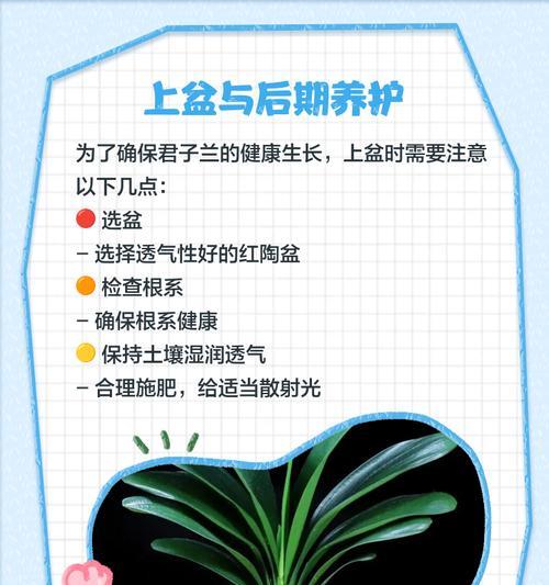 君子兰肥士的养护方法是什么？