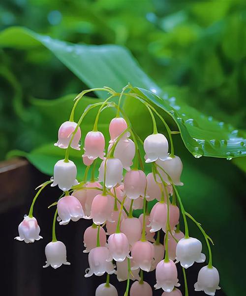 仿野生绿植花卉有哪些？适合家庭种植的有哪些？