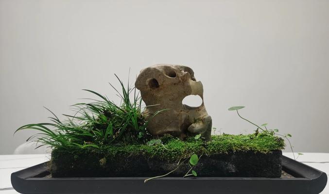 盆景挖掘方法是什么？如何正确挖出盆景？