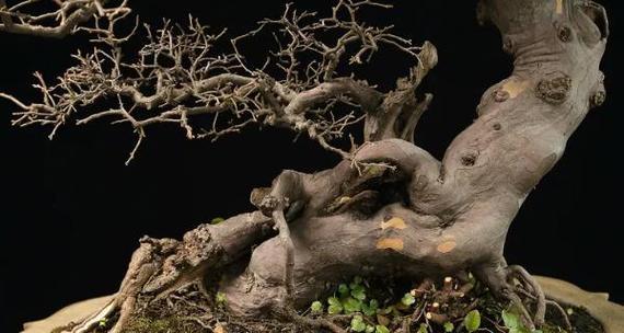 盆景挖掘方法是什么？如何正确挖出盆景？