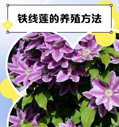 铁线莲伤流的处理方法是什么？