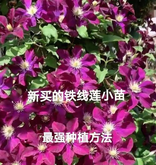 铁线莲伤流的处理方法是什么？
