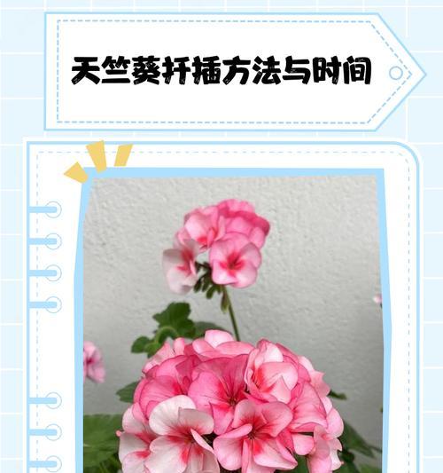 卧盆天竺葵的种植方法是什么？