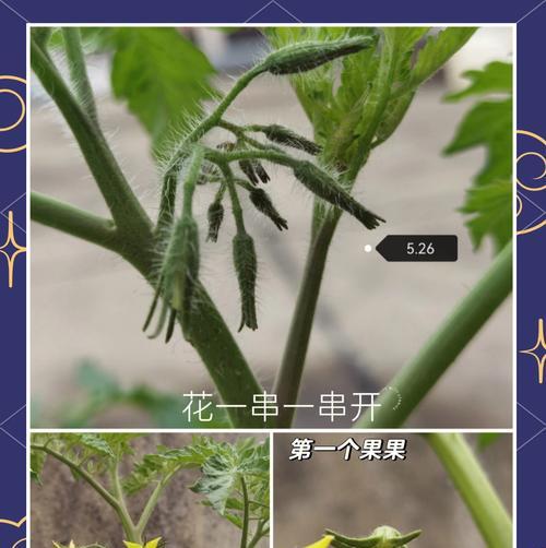 湿种子播种需要哪些参数？