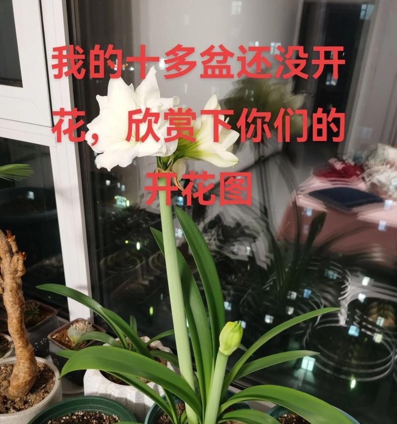 朱顶红球什么时候移栽？如何进行有效移栽？