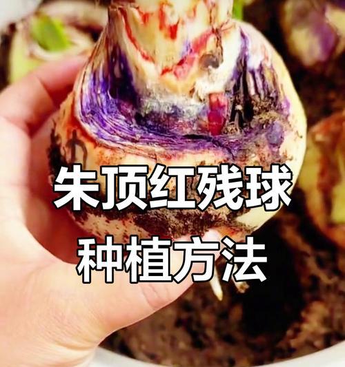 朱顶红球什么时候移栽？如何进行有效移栽？