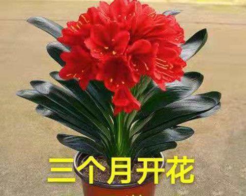 幼苗君子兰的种植方法是什么？有哪些注意事项？