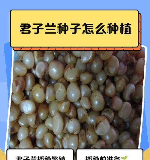 幼苗君子兰的种植方法是什么？有哪些注意事项？