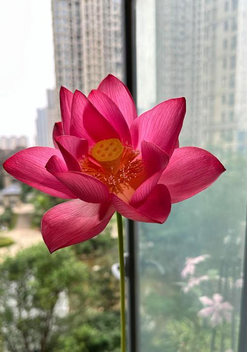 阳台适合摆放哪些类型的花？