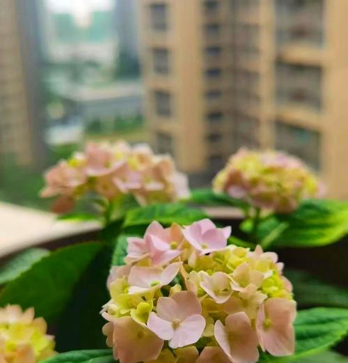 租房阳台适合养哪些花？如何选择适合阳台种植的花卉？