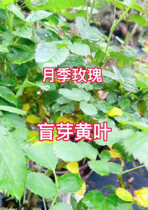 月季苗叶子发黄的解决方法有哪些？