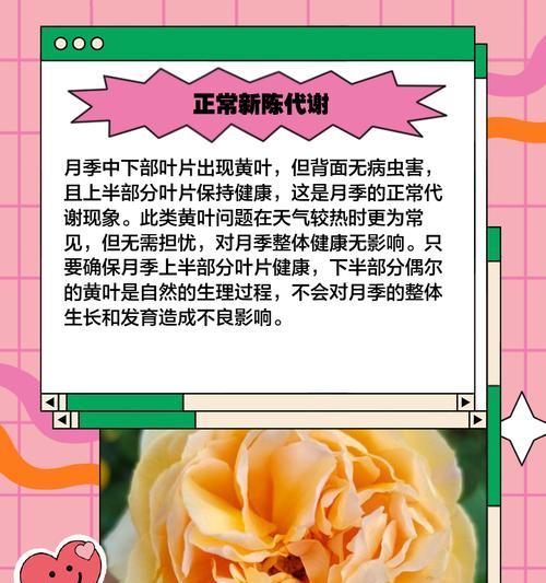月季苗叶子发黄的解决方法有哪些？