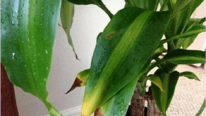 铁头植物叶子发黄是什么原因？