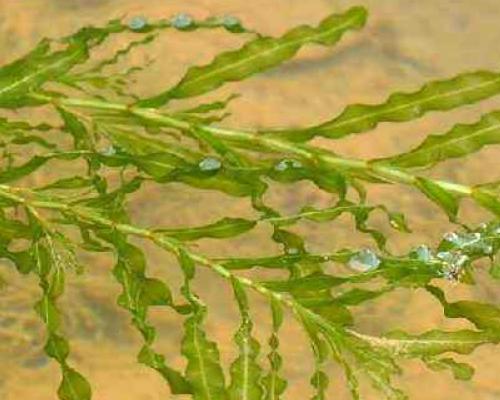 菹草种子的最佳播种时间是什么时候？播种时应注意什么？