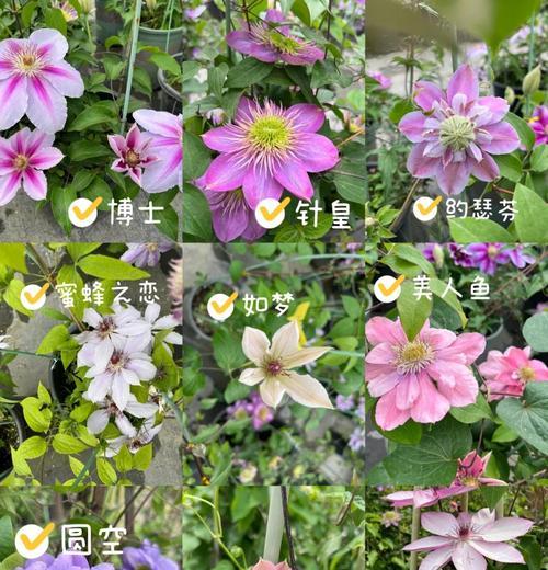 铁线莲花后修剪指南？