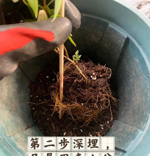 铁线莲花后修剪指南？