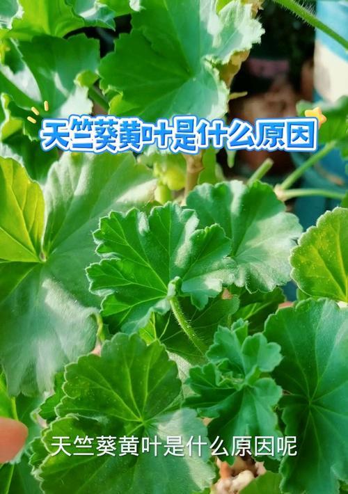 四月天竺葵黄叶应如何处理？