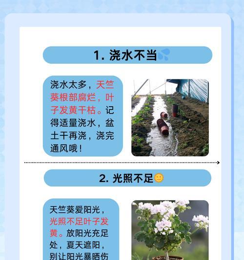 四月天竺葵黄叶应如何处理？