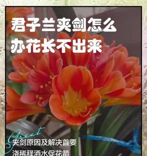 君子兰如何补充营养以及补什么？