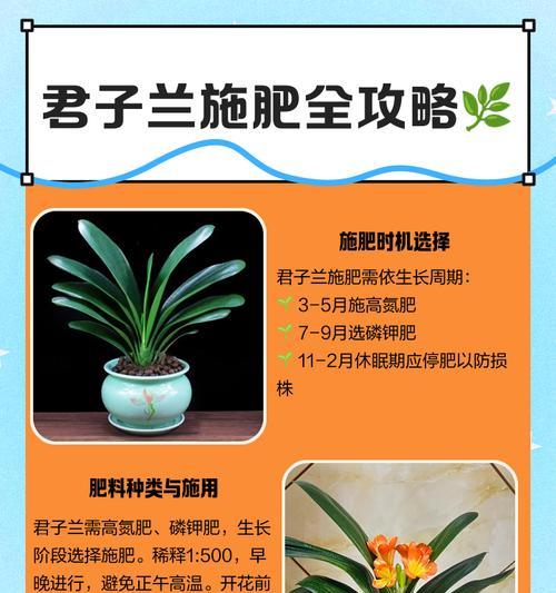 君子兰如何补充营养以及补什么？