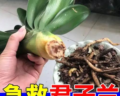 君子兰如何补充营养以及补什么？