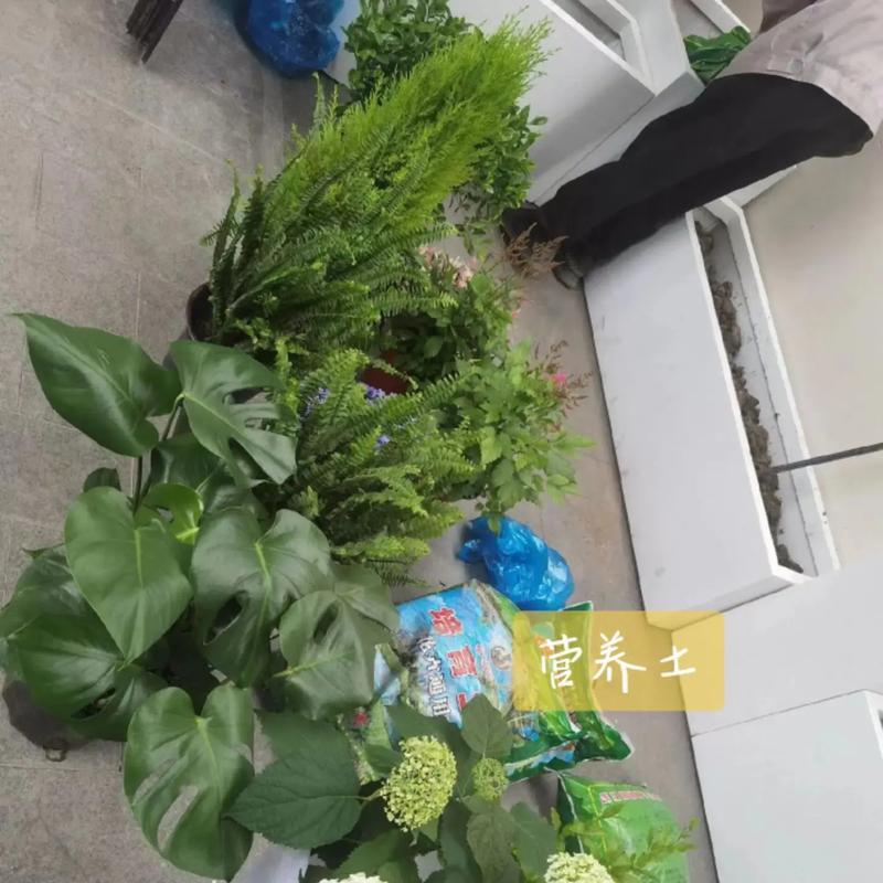 散沫花栽培的技术要点是什么？
