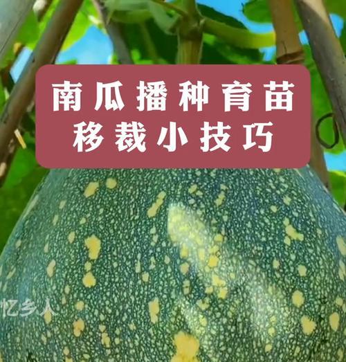 南瓜种籽的最佳播种时间是什么时候？