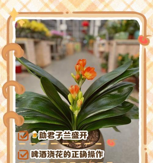 君子兰控根盆的最佳方法是什么？