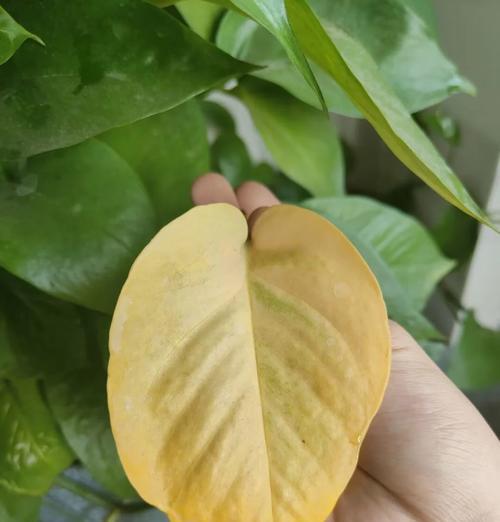 轻薄气垫植物叶子发黄的解决方法是什么？