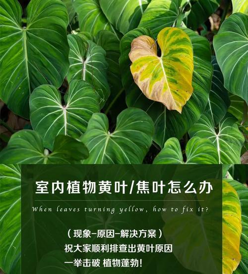 轻薄气垫植物叶子发黄的解决方法是什么？