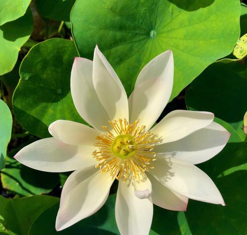 荷花不是原生植物吗为什么？荷花的原生特性是什么？