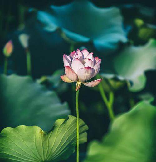 荷花不是原生植物吗为什么？荷花的原生特性是什么？