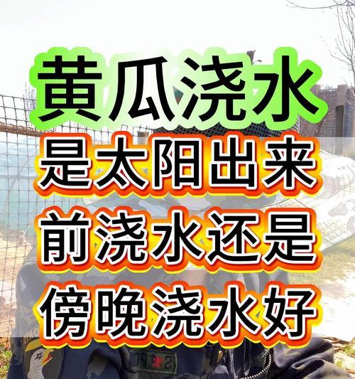 瓜苗移栽后叶子干黄如何处理？