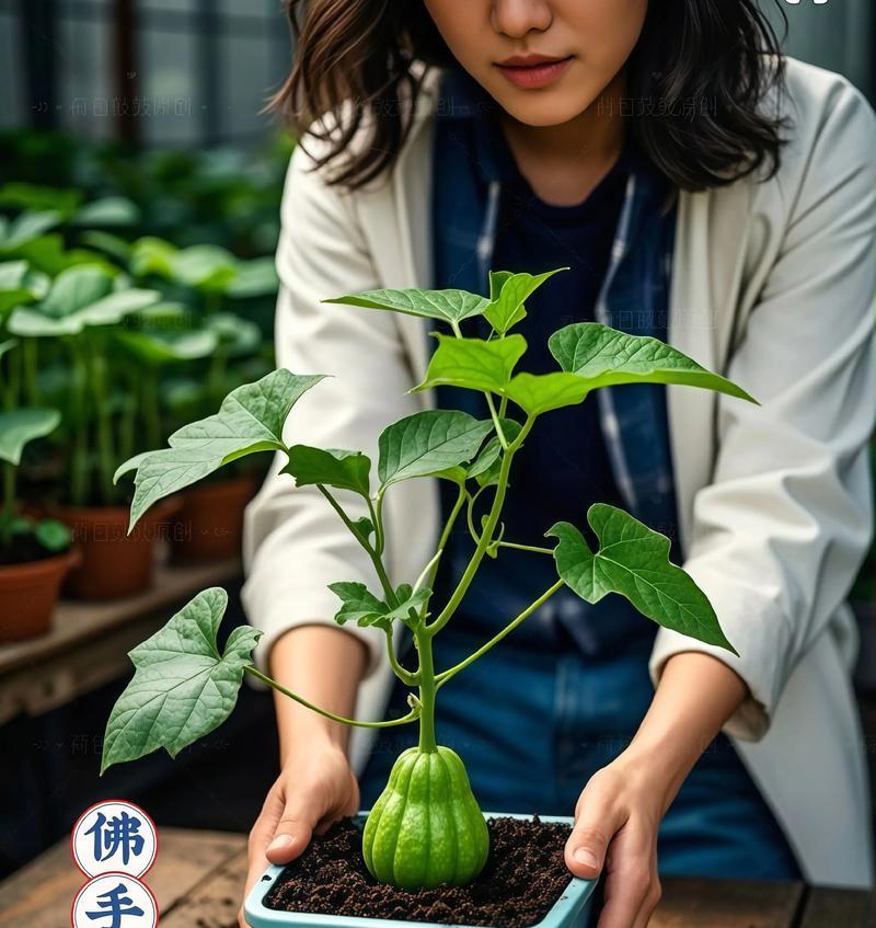 瓜苗移栽后叶子干黄如何处理？