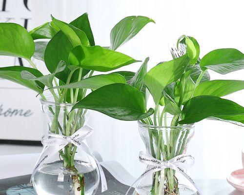 适合插花瓶的水生植物有哪些？