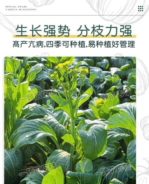 南方播种菜种子有哪些选择？如何选择适合南方气候的菜种子？