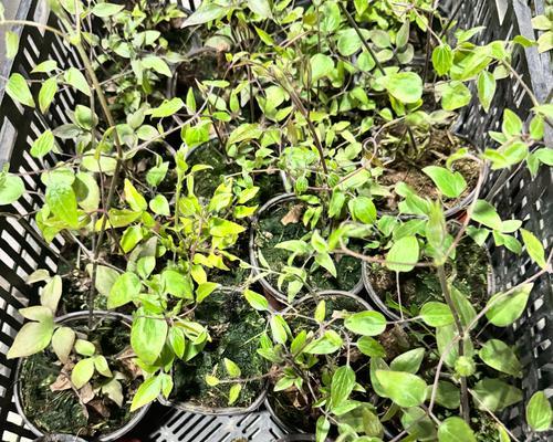铁线莲小苗种植后的浇水方法是什么？
