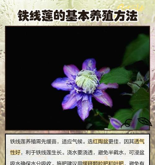 铁线莲小苗种植后的浇水方法是什么？
