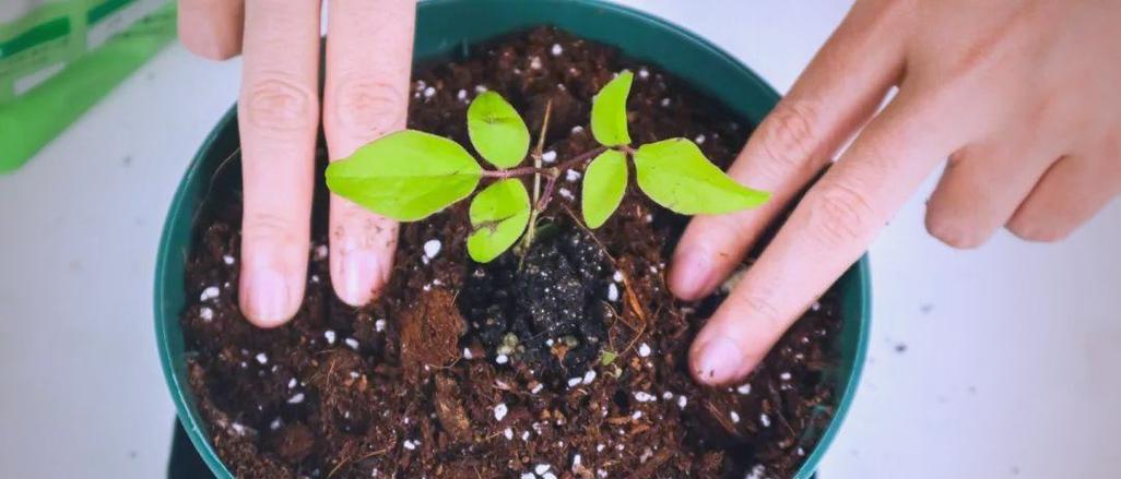 铁线莲小苗种植后的浇水方法是什么？