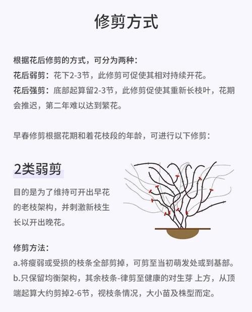 铁线莲根部受损后如何养护？