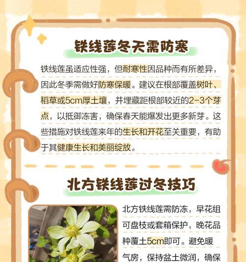 铁线莲根部受损后如何养护？